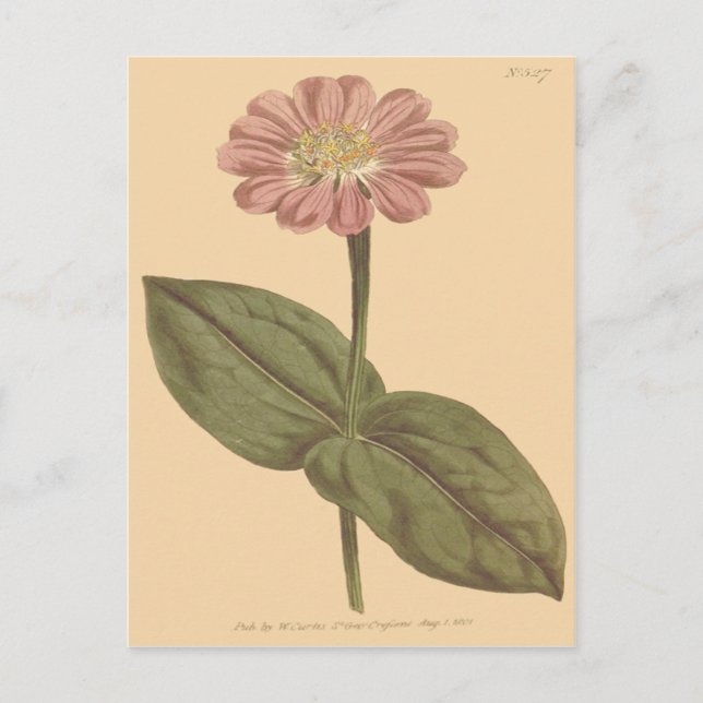 Carte Postale Illustration de Zinnia de couleur violette (Devant)