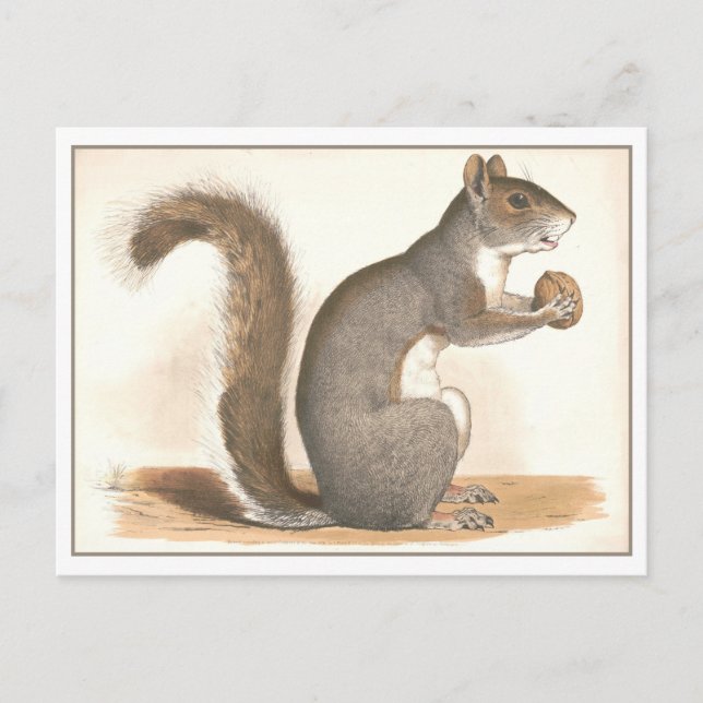 Carte Postale Illustration d'écureuil vintage (Devant)
