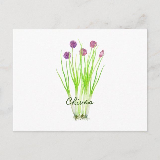 Carte Postale Illustration des ciboues d'herbe d'aquarelle (Devant)