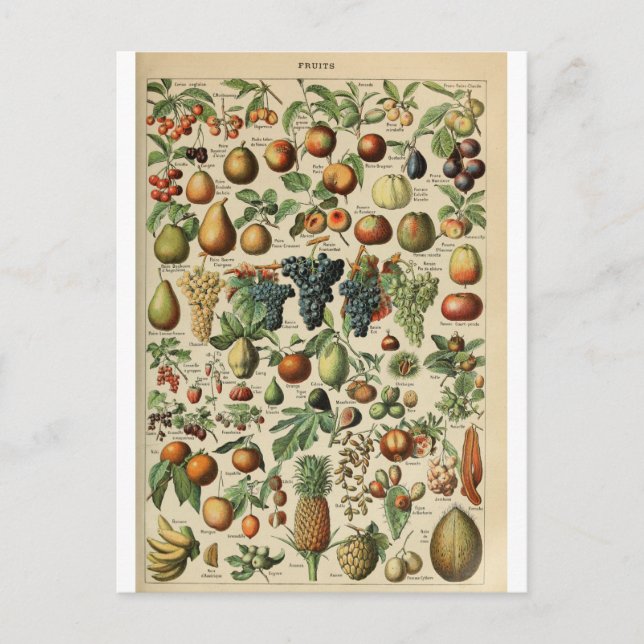 Carte Postale Illustration des fruits du dictionnaire (Devant)