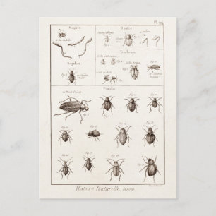 Carte Postale Illustration des insectes des années 1800 vintages