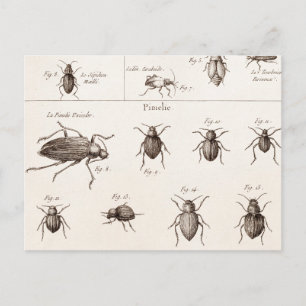 Carte Postale Illustration des insectes des insectes des années