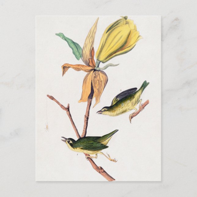 Carte Postale Illustration des oiseaux de Paruline capturant des (Devant)