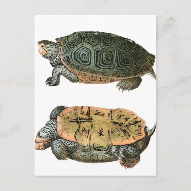 Carte Postale Illustration Diamondback Terrapin (Devant)