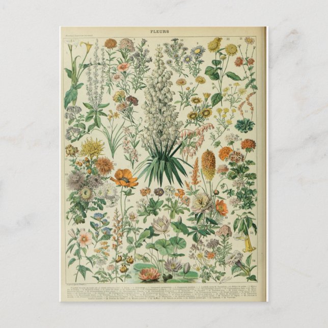 Carte Postale Illustration dictionnaire fleurs (Devant)