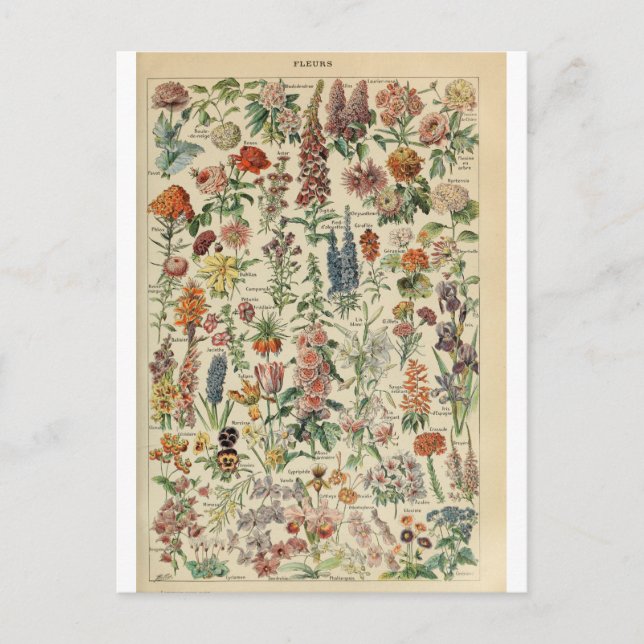 Carte Postale Illustration dictionnaire fleurs (Devant)