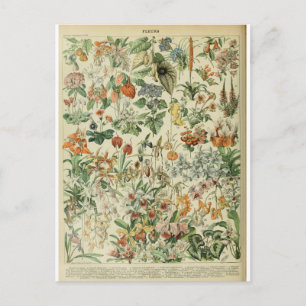 Carte Postale Illustration dictionnaire fleurs