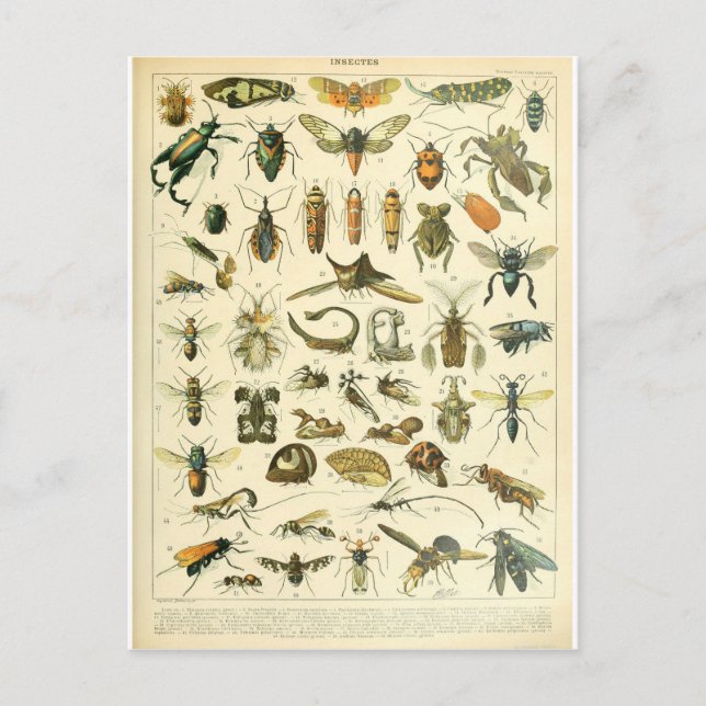 Carte Postale Illustration dictionnaire insectes (Devant)