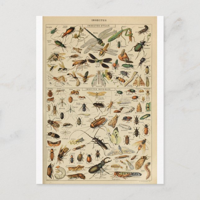 Carte Postale Illustration dictionnaire insectes (Devant)