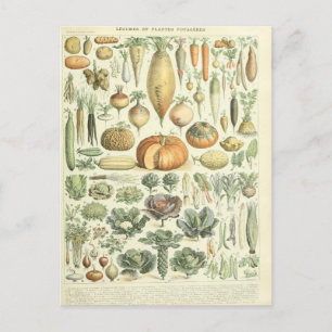 Carte Postale Illustration dictionnaire légumes