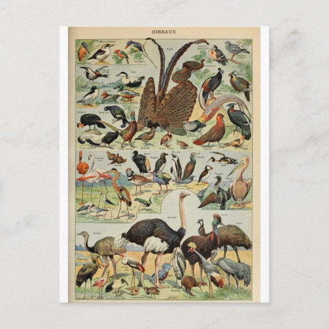 Carte Postale Illustration dictionnaire oiseaux (Devant)