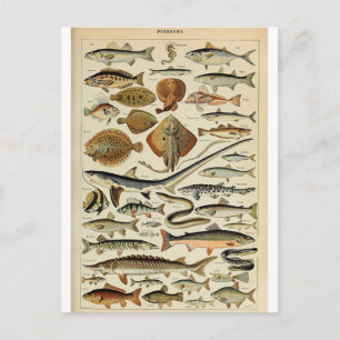 Carte Postale Illustration dictionnaire poissons