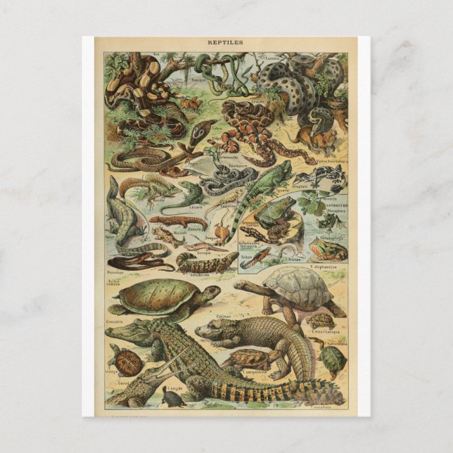 Carte Postale Illustration dictionnaire reptiles (Devant)