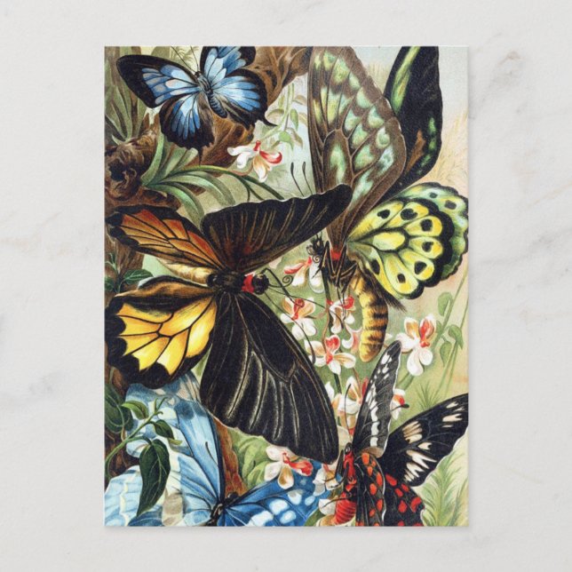 Carte postale Illustration d'insectes vintage (Devant)