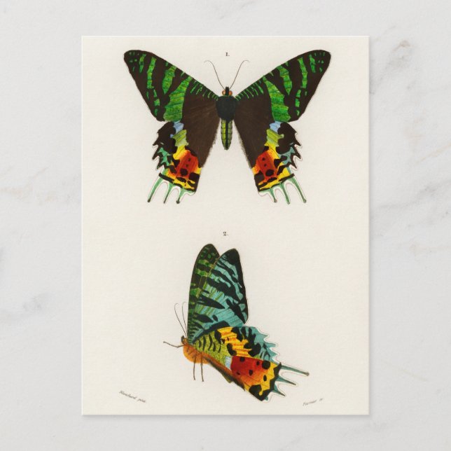 Carte Postale Illustration d'insectes vintages (Devant)