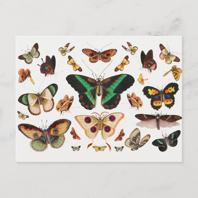 Carte Postale Illustration d'insectes vintages (Devant)
