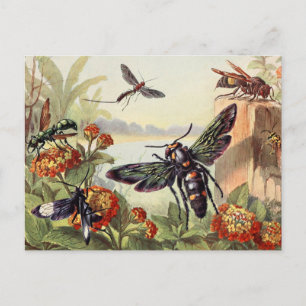 Carte Postale Illustration d'insectes vintages