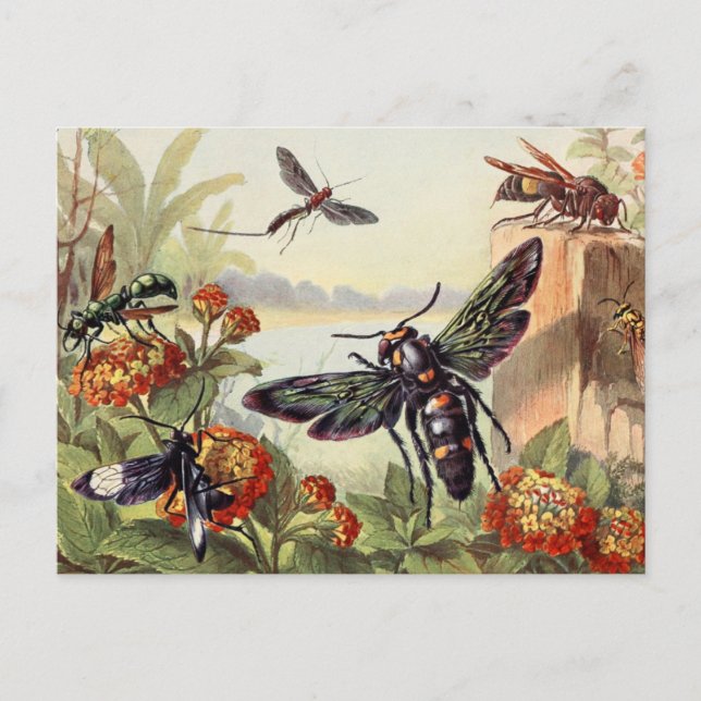 Carte Postale Illustration d'insectes vintages (Devant)