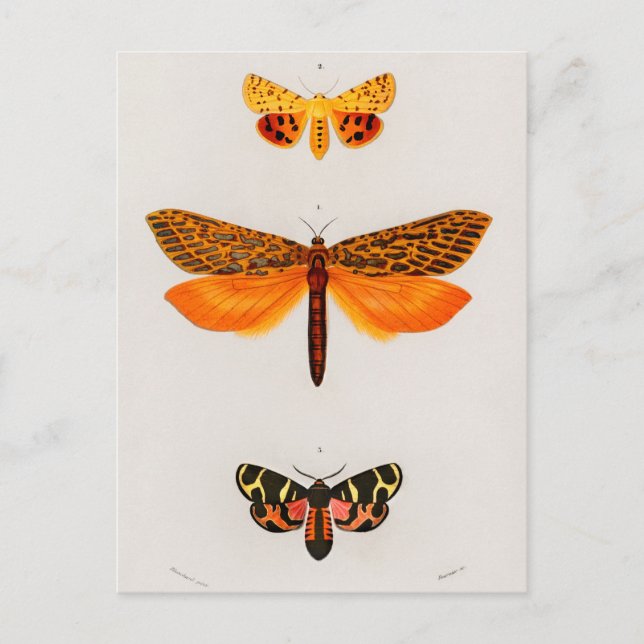 Carte Postale Illustration d'insectes vintages (Devant)