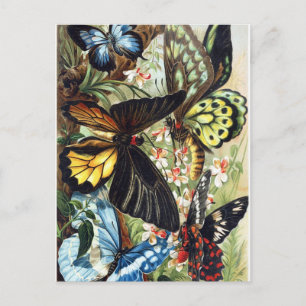 Carte Postale Illustration d'insectes vintages