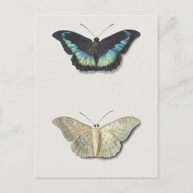 Carte Postale Illustration d'insectes vintages (Devant)