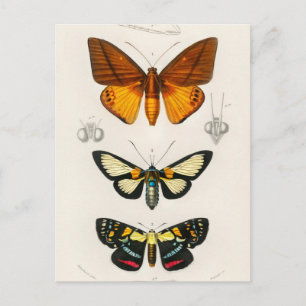 Carte Postale Illustration d'insectes vintages