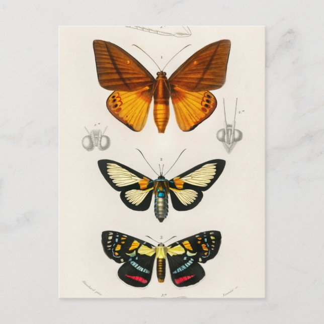 Carte Postale Illustration d'insectes vintages (Devant)