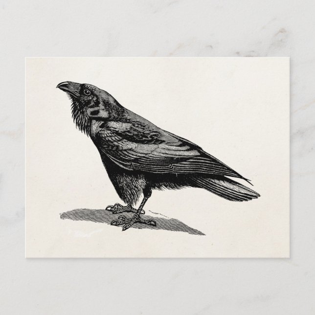 Carte Postale Illustration d'oiseau-noir de Corbeau-corbeau vint (Devant)