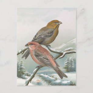 Carte Postale Illustration d'oiseau Vintage de Pine Grosbeak