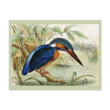 Illustration d'oiseau Vintage Kingfisher