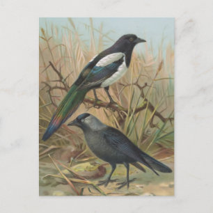 Carte Postale Illustration d'oiseau Vintage Magpie et Jackdaw