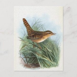 Carte Postale Illustration d'oiseau Vintage porté par le carex