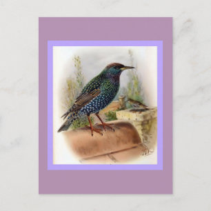 Carte Postale Illustration d'oiseau Vintage Starling