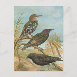 Carte Postale Illustration d'oiseau Vintage Starlings