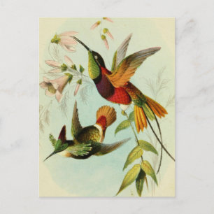 Carte Postale Illustration d'oiseaux vintages