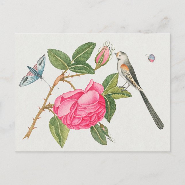 Carte Postale Illustration d'oiseaux vintages (Devant)