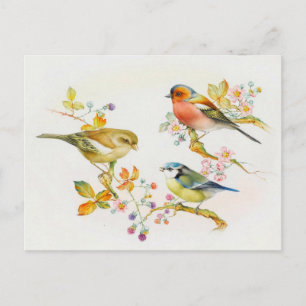 Carte Postale Illustration d'oiseaux vintages