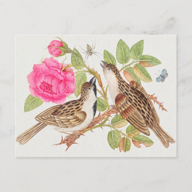 Carte Postale Illustration d'oiseaux vintages (Devant)