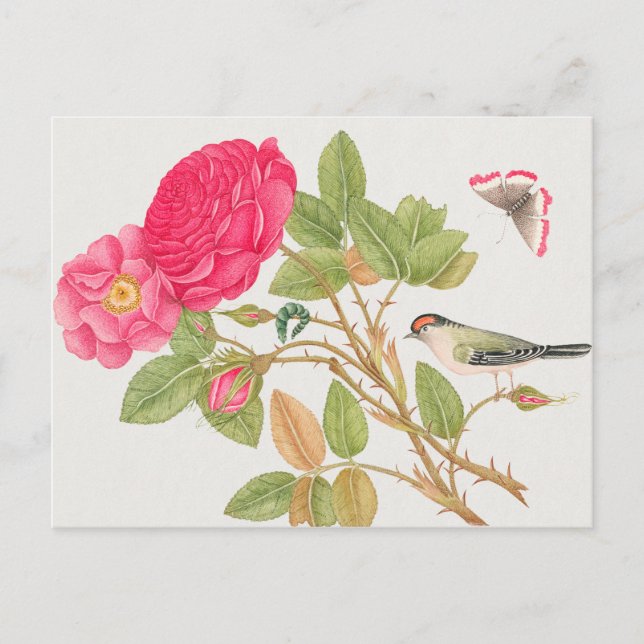 Carte Postale Illustration d'oiseaux vintages (Devant)