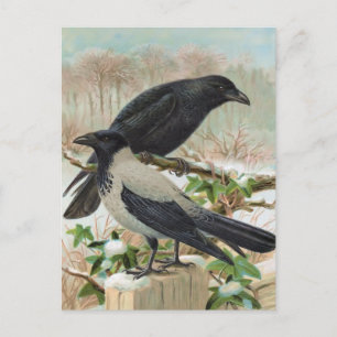 Carte Postale Illustration d'oiseaux Vintages des corbeaux