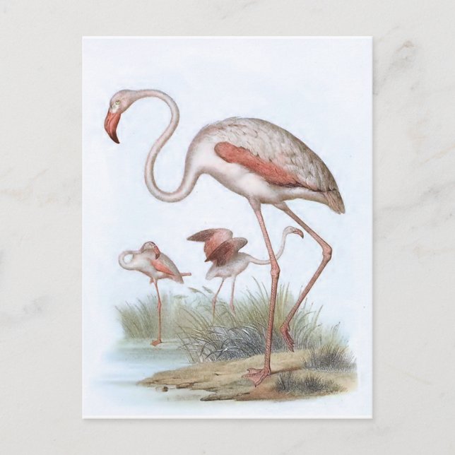 Carte Postale Illustration d'oiseaux Vintages Flamant rose (Devant)