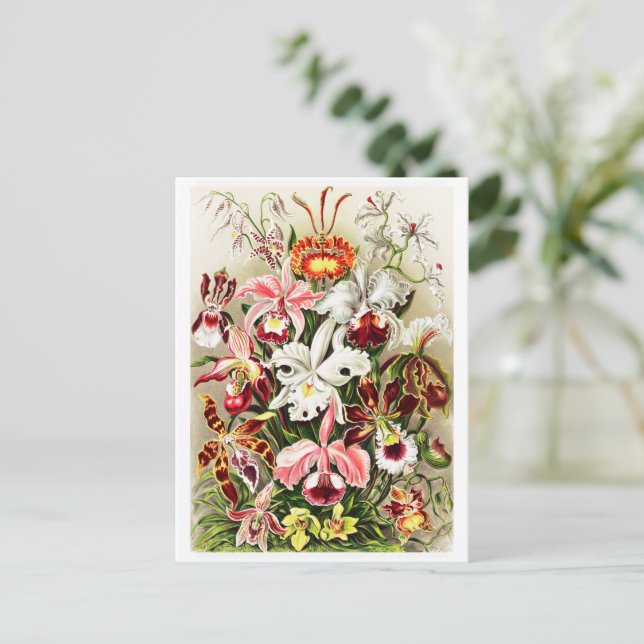 Carte Postale Illustration d'orchidées vintages (Debout devant)