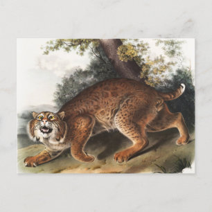 Carte Postale Illustration du chat sauvage américain (Lynx rufus
