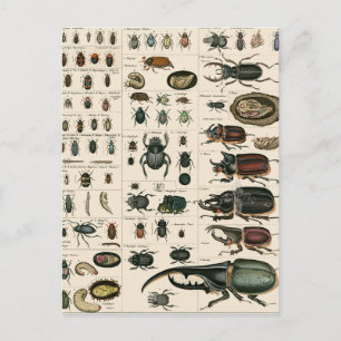 Carte Postale Illustration du coléoptère vintage