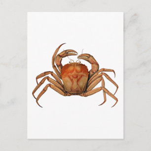 Carte Postale Illustration du crabe vintage