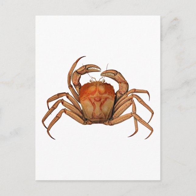 Carte Postale Illustration du crabe vintage (Devant)