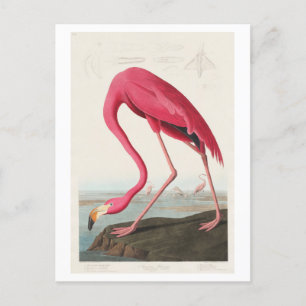 Carte Postale Illustration du Flamant rose par John James Audubo