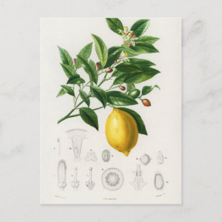 Carte Postale Illustration du Limonium botanique des agrumes de
