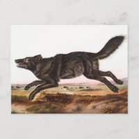 Illustration du loup noir américain (Canis lupus)