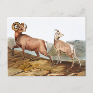 Carte Postale Illustration du mouton des Rocheuses (Ovis montana